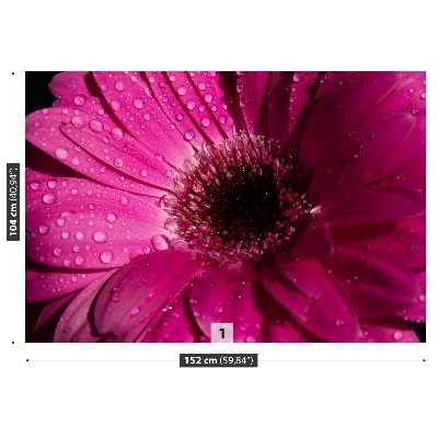 Fotostat Gerbera lilla