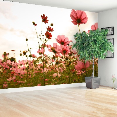 Foto tapet Blomster Cosmos