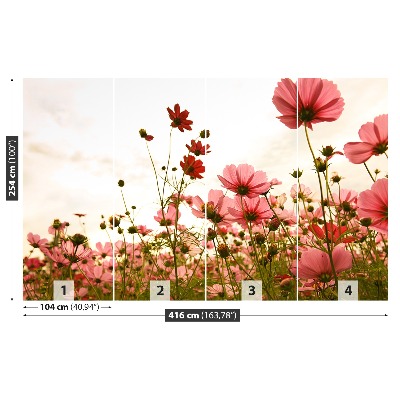 Foto tapet Blomster Cosmos