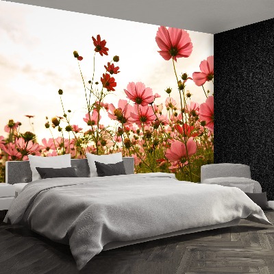 Foto tapet Blomster Cosmos