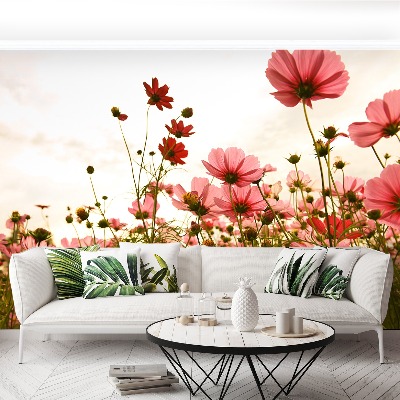 Foto tapet Blomster Cosmos