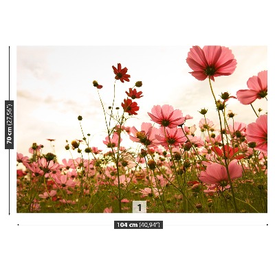 Foto tapet Blomster Cosmos