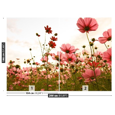 Foto tapet Blomster Cosmos