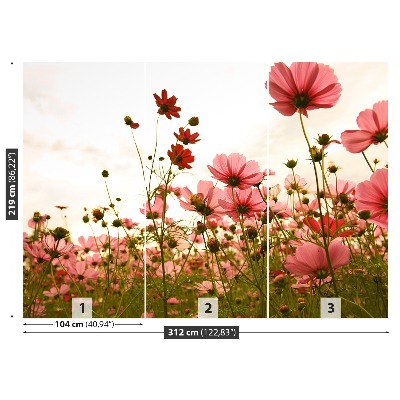 Foto tapet Blomster Cosmos