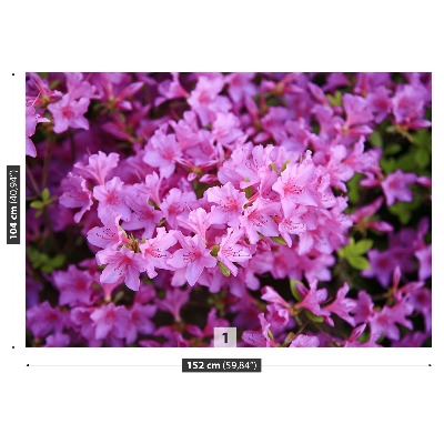 Foto tapet Lyserød rhododendron