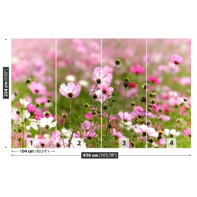 Foto tapet Cosmos blomster