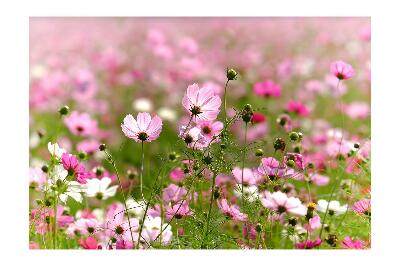 Foto tapet Cosmos blomster