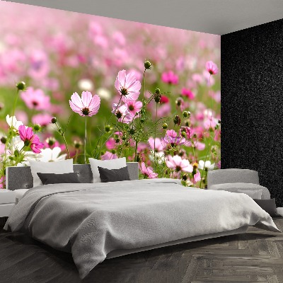 Foto tapet Cosmos blomster