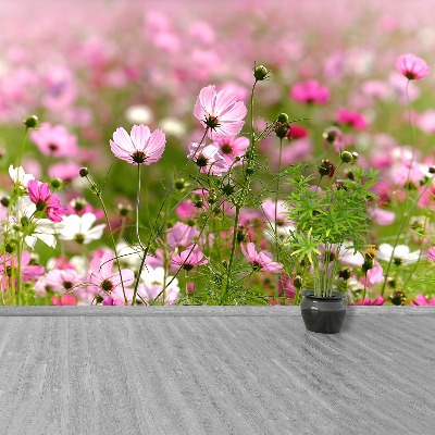 Foto tapet Cosmos blomster