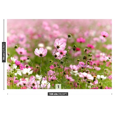 Foto tapet Cosmos blomster