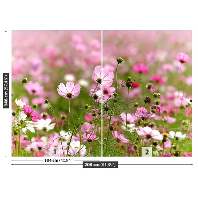 Foto tapet Cosmos blomster