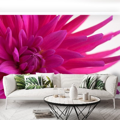 Fototapet Dahlia Pink