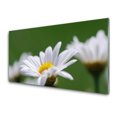 Foto på akrylglas Daisy Wall Art