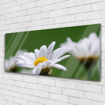 Foto på akrylglas Daisy Wall Art