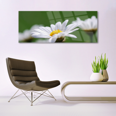 Foto på akrylglas Daisy Wall Art