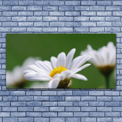 Foto på akrylglas Daisy Wall Art