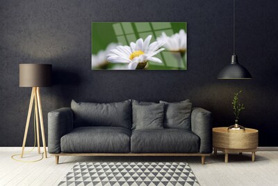 Foto på akrylglas Daisy Wall Art