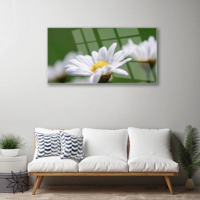 Foto på akrylglas Daisy Wall Art