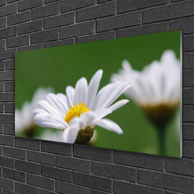 Foto på akrylglas Daisy Wall Art