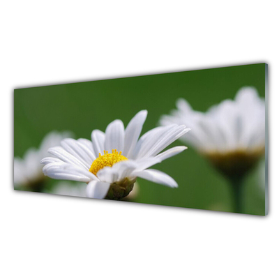 Foto på akrylglas Daisy Wall Art