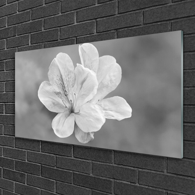 Akrylglas foto Blomster Plante