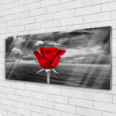 Foto på akrylglas Rose Flower Plant Sea