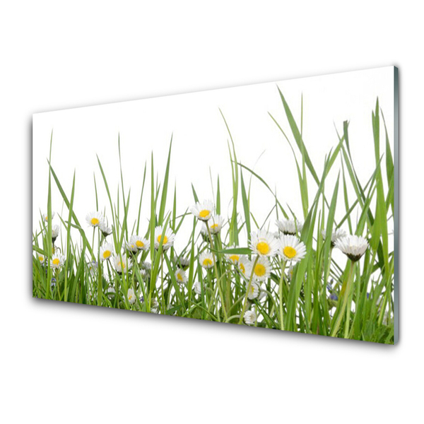 Akrylglas foto Grass Daisy Nature