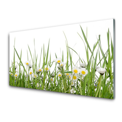 Akrylglas foto Grass Daisy Nature