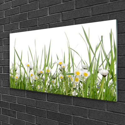 Akrylglas foto Grass Daisy Nature