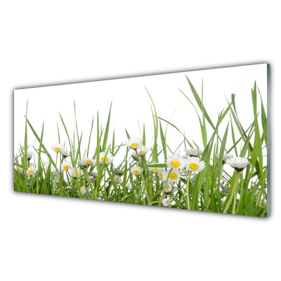 Akrylglas foto Grass Daisy Nature