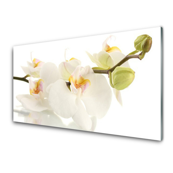 Akrylglas foto Blomster Planter Natur