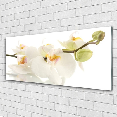 Akrylglas foto Blomster Planter Natur