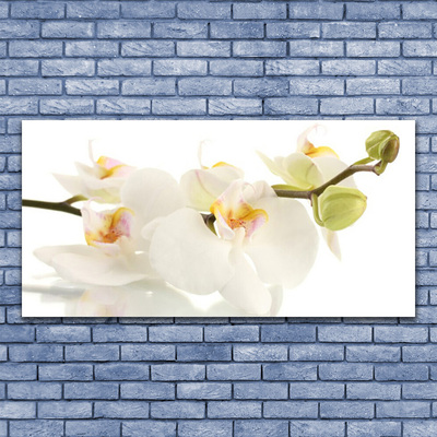 Akrylglas foto Blomster Planter Natur