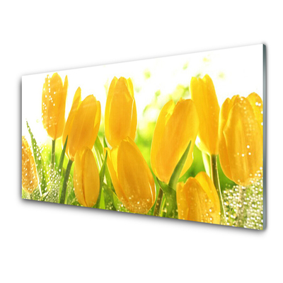 Akrylglas foto Tulipaner Blomster Plante