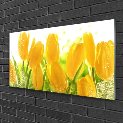 Akrylglas foto Tulipaner Blomster Plante