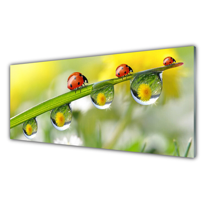 Akrylglas foto Mariehøneblad Natur