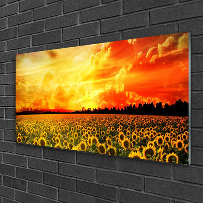 Akrylglas foto Meadow Sunflowers Flower