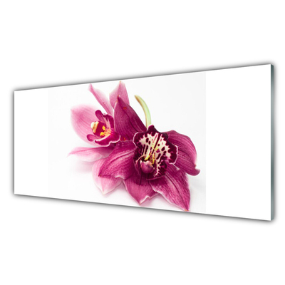 Billede på akrylglas Blomster Planter Natur