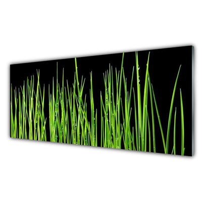 Stænkplade glas Grass Plant