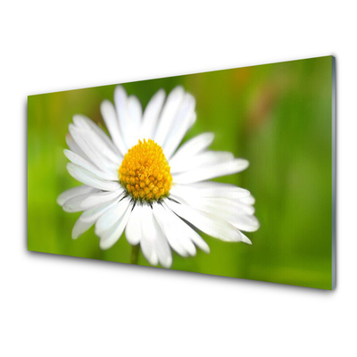 Vægpanel køkken Daisy Nature Plant