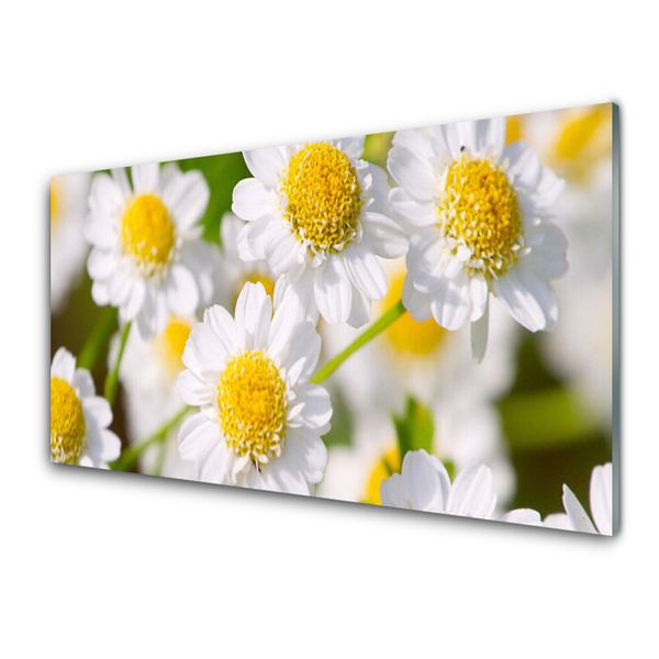 Stænkplade glas Blomster Daisy Natur