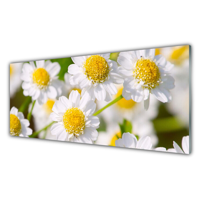 Stænkplade glas Blomster Daisy Natur