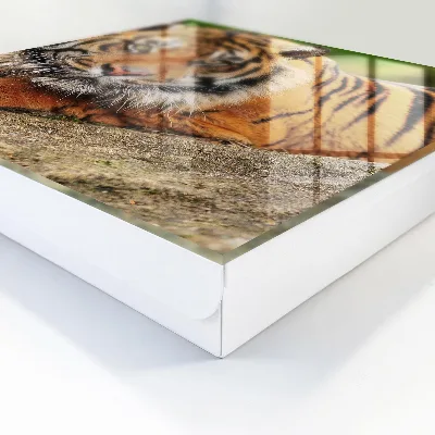 Nøgleskab med motiv af hvilende tiger