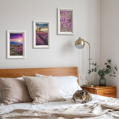 Pakke med billeder og rammer Landskab med lavendelmarker og solnedgang