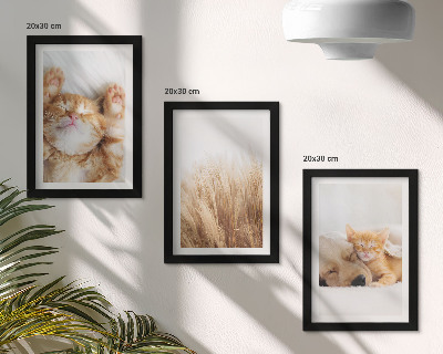 Moderne billedsæt Søde dyr katte hunde delikat græs boho
