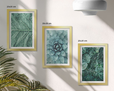 Moderne billedsæt Nærbilleder af sukkulenter og blade