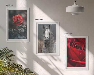 Billedvæg inspiration Røde roser hest grå verden