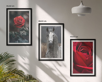 Billedvæg inspiration Røde roser hest grå verden