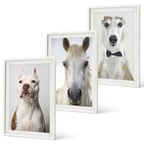 Billedvæg med portrætter af hunde og heste elegante motiver til din væg