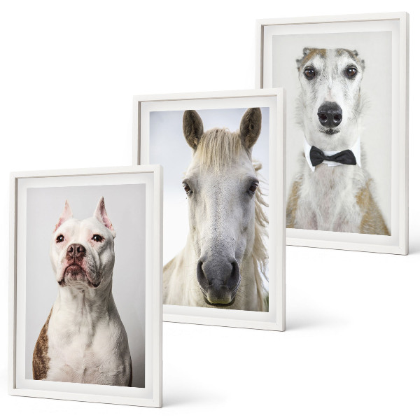 Billedvæg inspiration Elegante portrætter af hunde og heste